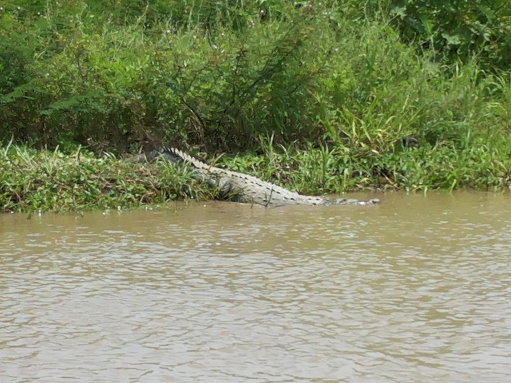 All Rankins Eco-Lodge Tortuguero Zewnętrze zdjęcie