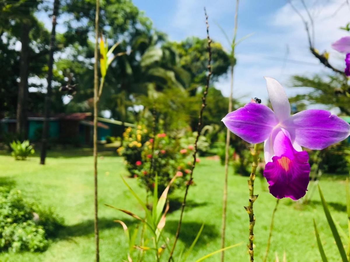 All Rankins Eco-Lodge Tortuguero Zewnętrze zdjęcie